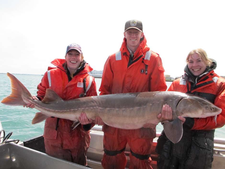 Fish biologists from the USFWS Alpena FWCO, USGS Great Lakes Science Center, and University of Windsor, holding a lake sturgeon captured in the Detroit River.