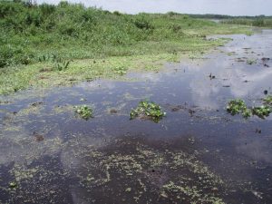 A tussock habitat — a floating island of dense plant growth