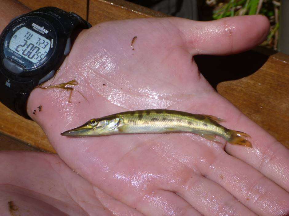 A young-of-the-year muskie netted in a different area of Georgian Bay (Credit: John Paul Leblanc)