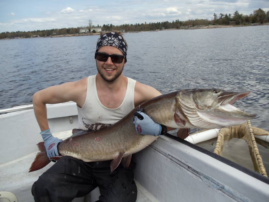 Study co-author Dan Weller holding a Severn spawning muskie that was implanted with a radio-transmitter