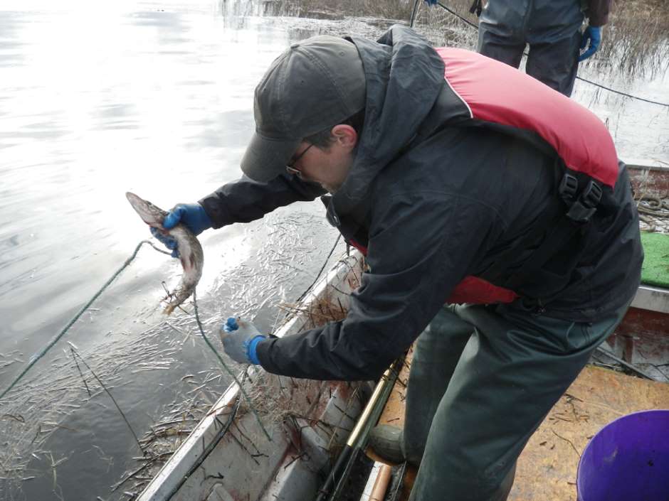 Alaska Department of Fish and Game suppressing pike populations with gill-netting operations