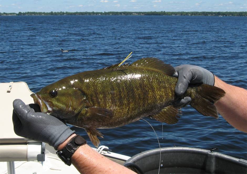 A post-op tagged smallmouth