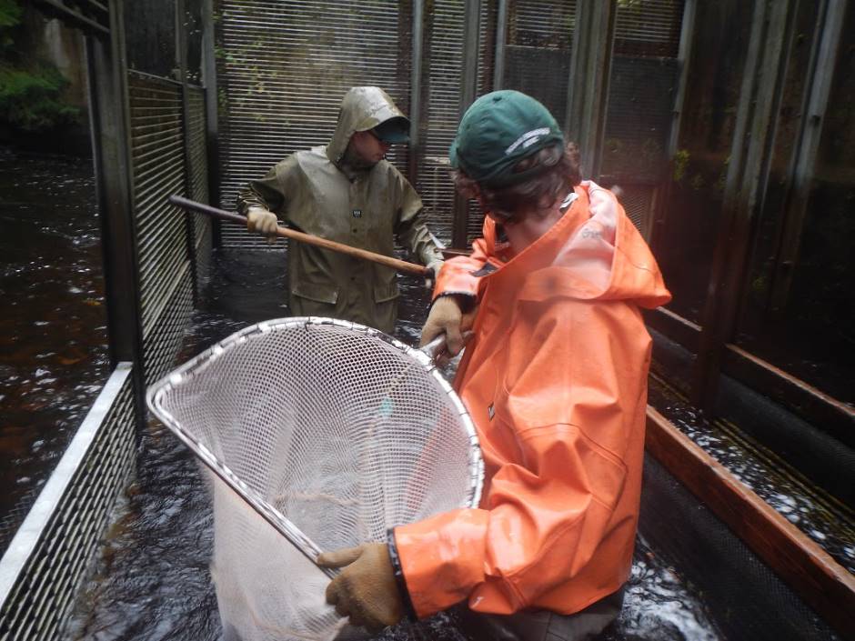 Long-term salmon run data from weirs like this one helped show alarming shifts in migration timing.