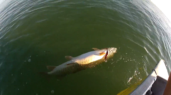 The muskie that was killed by Parent floating on the surface