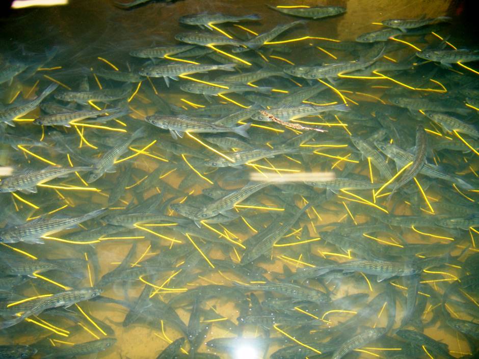 Striped bass swimming in the hatchery with tags carrying contact information.