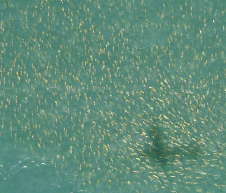 fishsens-magazine-florida-redfish-population-looks-much-healthier