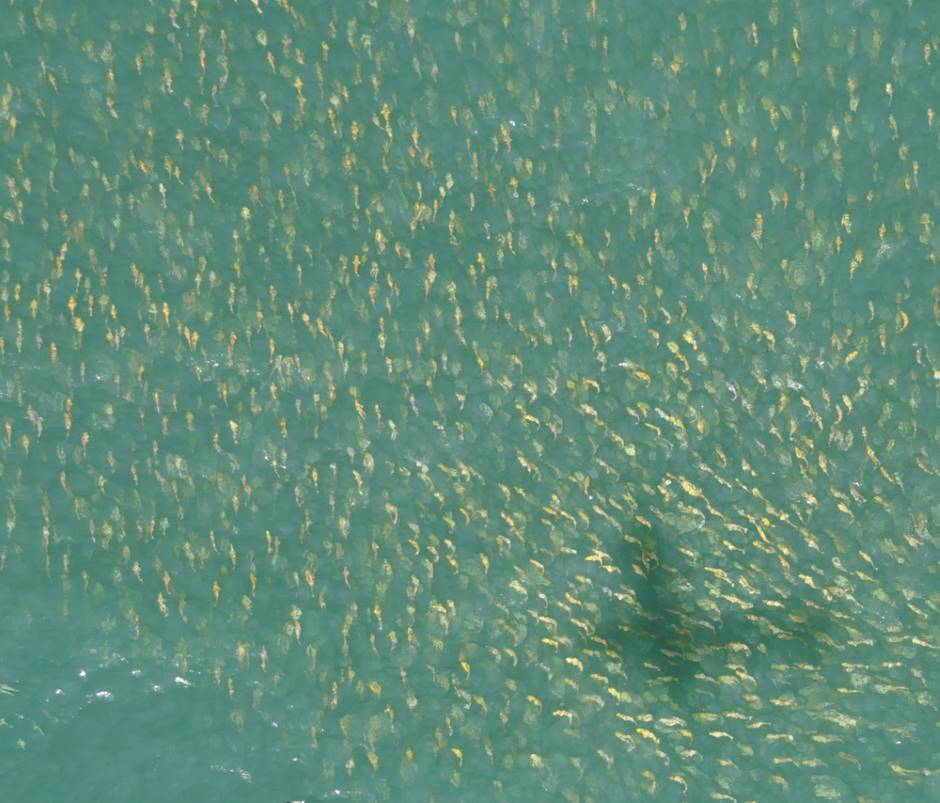 A thousand-strong school of redfish in the shadow of a spotter plane