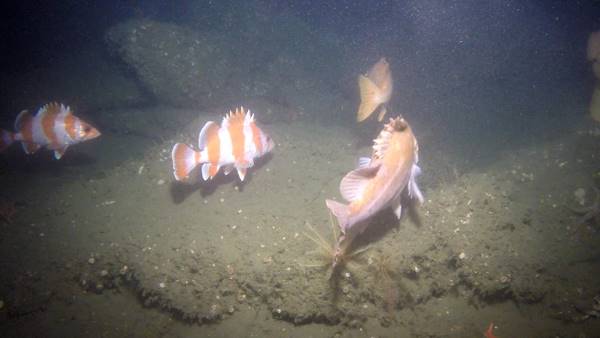 underwater camera