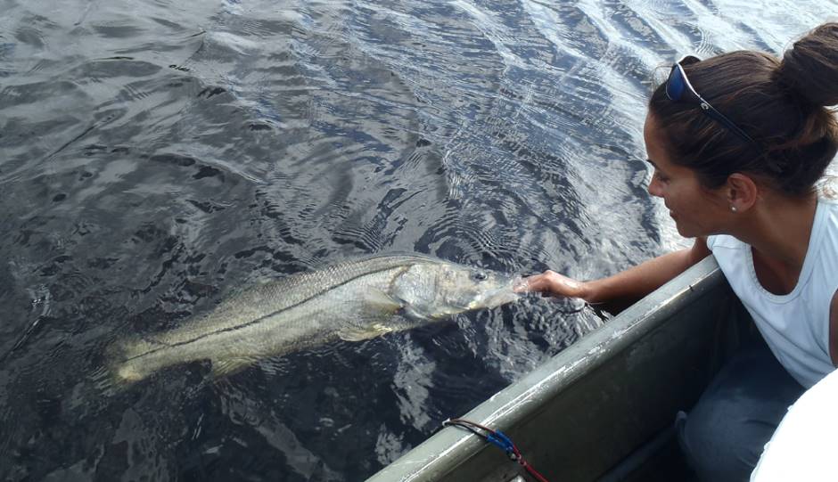 Jennifer Rehage releases a snook after it recovered from transmitter surgery.