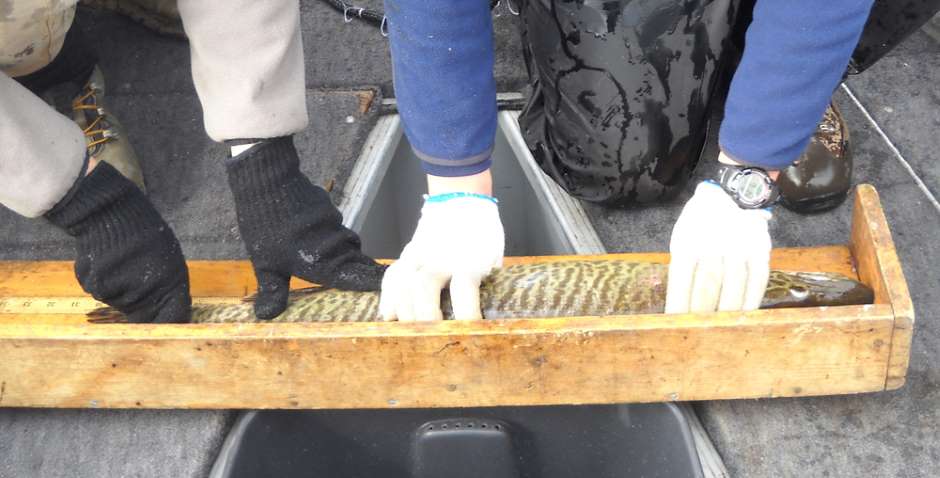 Measuring a tiger muskies from a Colorado reservoir (Credit: Jesse Lepak/Colorado Parks and Wildlife)