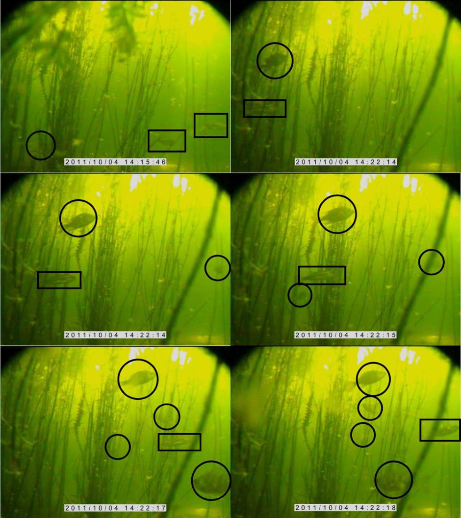 The underwater video helped spot panfish amongst the hydrilla.