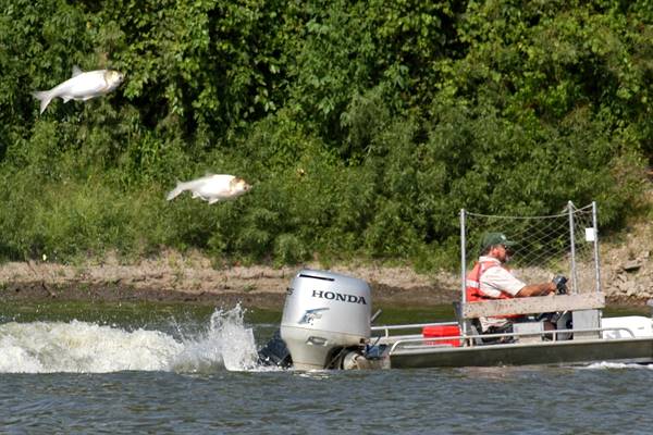 asian carp