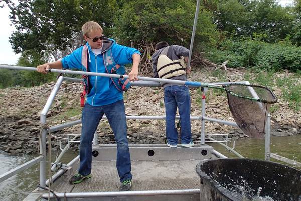 Researchers use nets to pull up fish on the Illinois River.