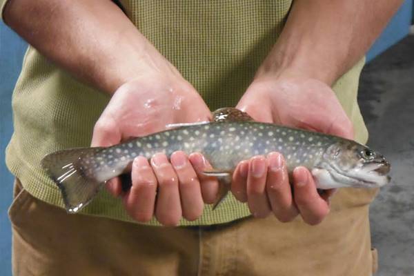 Handling and Releasing Brook Trout