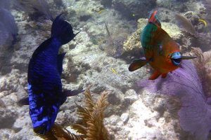 Midnight and rainbow parrotfishes swim alongside a Caribbean coral reef.