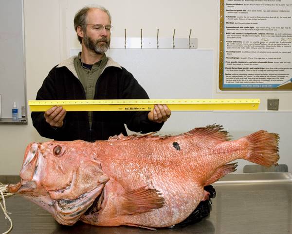 A BOFFFF shortraker rockfish