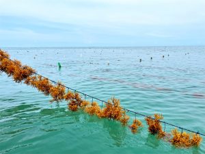 seaweed farming