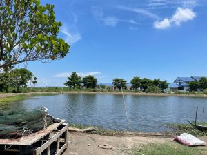 shrimp farming