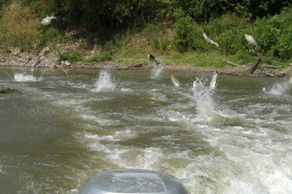 School of Jumping Silver Carp