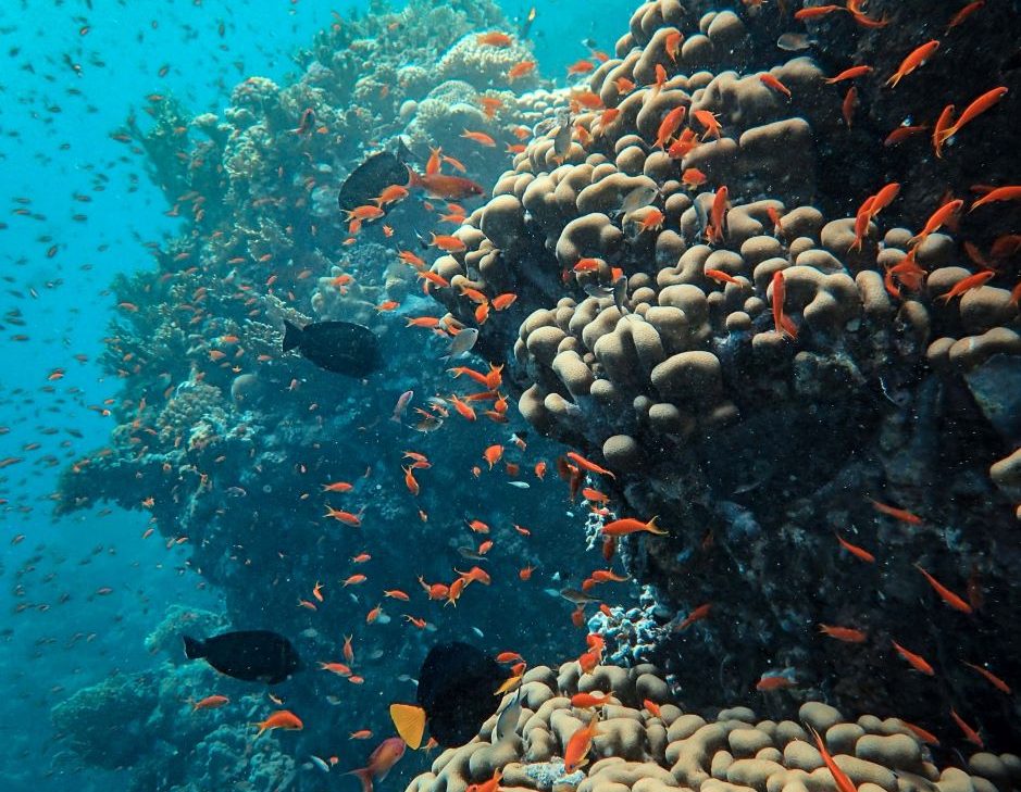 school of fish diving deeper in the ocean due to climate change