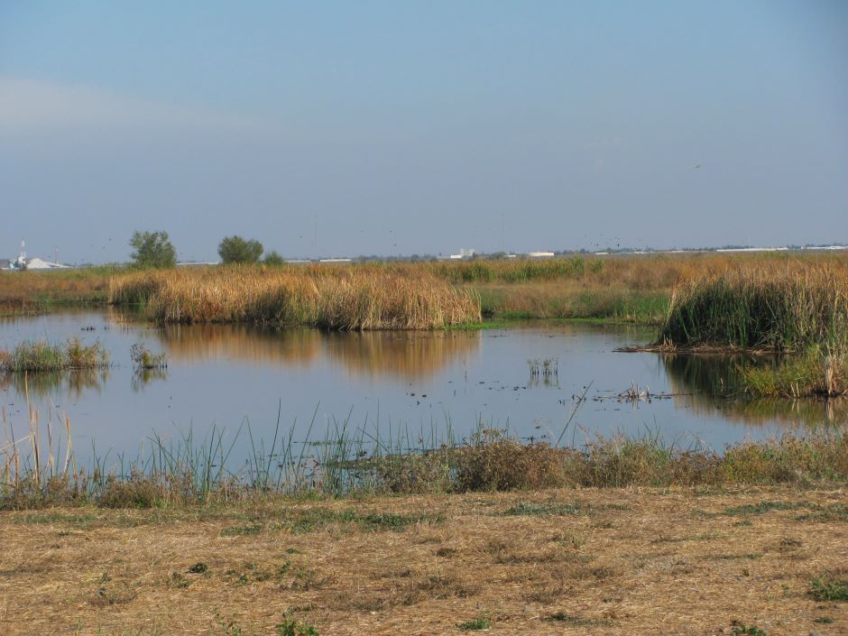 The Yolo Bypass. Located between the cities of Sacramento and Davis, CA., just off Interstate 80.