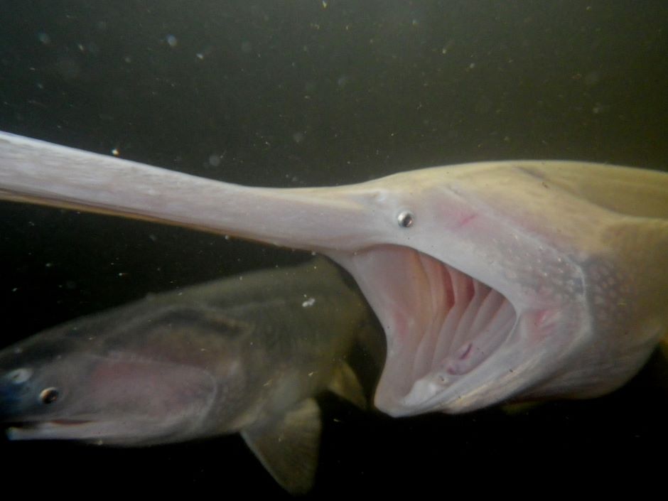 Juvenile paddlefish feeding in the hatchery's viewing tank. This albino paddlefish feeds by filtering plankton from the water similar to a whale. The American Paddlefish belongs to a relic group of fish which includes sturgeon