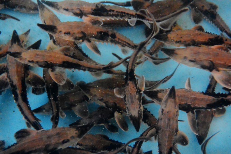 An underwater view of juvenile lake sturgeons reared at Genoa National Fish Hatchery in Genoa, Wisconsin.