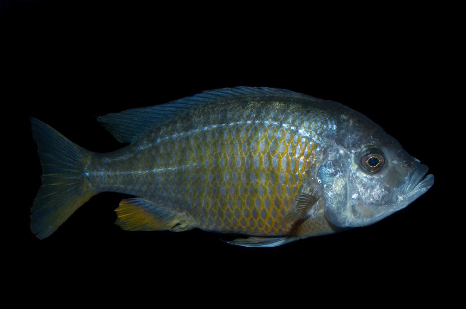 a female cichlid