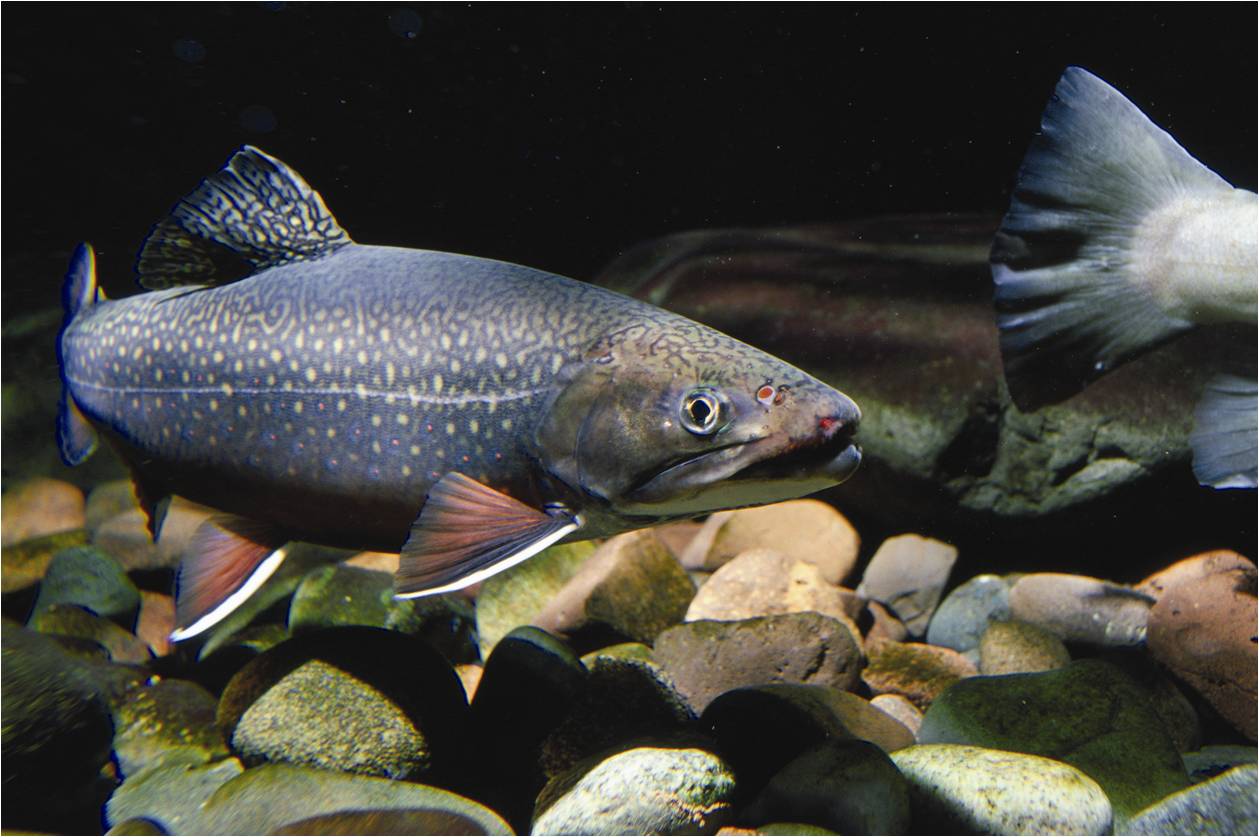 Eastern Brook Trout.