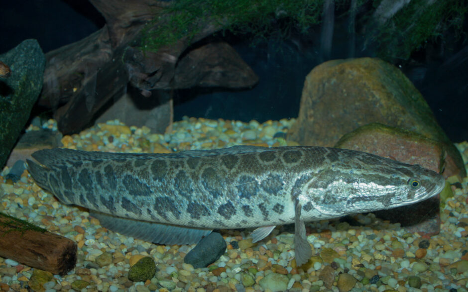 Northern snakehead.