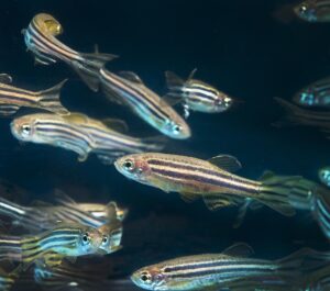 Zebrafish are used in research at Oregon State University.