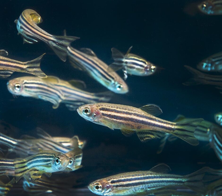 Zebrafish are used in research at Oregon State University.