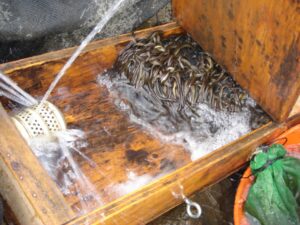Juvenile eels, or elvers, in a ramp for passage study at Conowingo Dam.