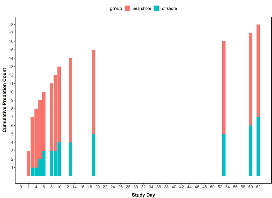 The cumulative predation count of tagged Coasters by study day by release group. Study day 1 = 6/12/2019. 