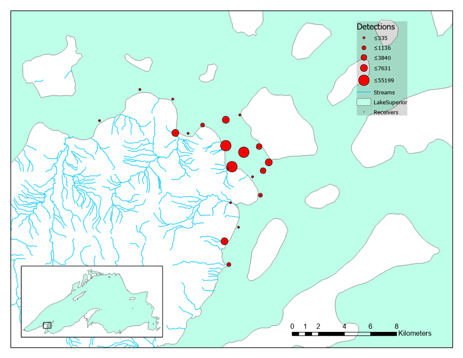 The number of detections of tagged Coasters at each receiver during the 2019 final study