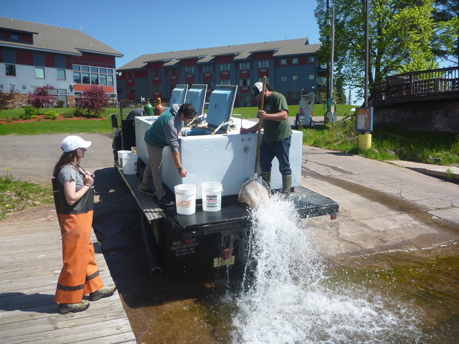 Stocking Coasters at Legendary Waters Casino (Red Cliff) spring 2021. Hatchery staff stocked most of the fish from the boat, but there’s usually a few left that get stocked at the boat ramp.