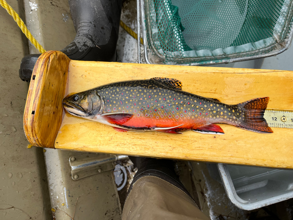 Brook trout captured during a MDNR fisheries survey on a Luce County Lake.