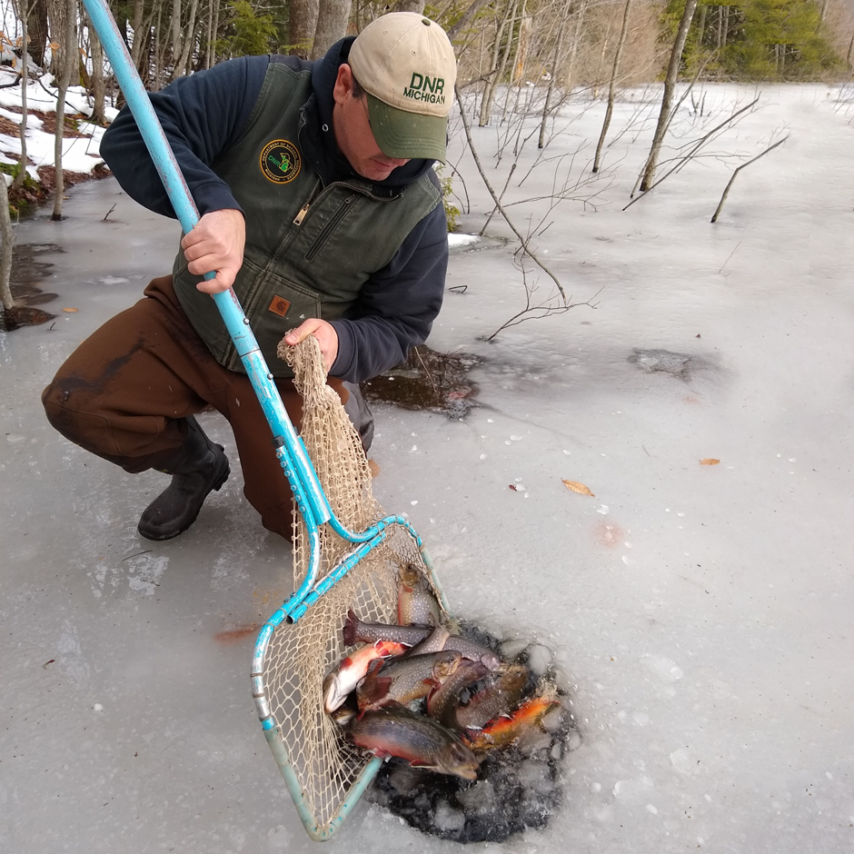Michigan Department of Natural Resources stocking adult brook trout into an inland lake in Luce County.