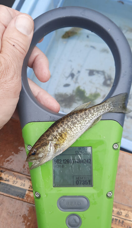 Guadalupe Bass juvenile that was stocked as 4-inch fingerling and recaptured later the same year during standard sampling