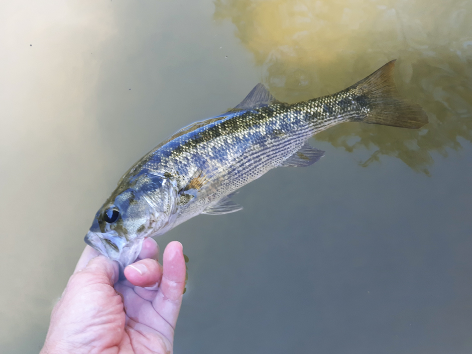 Adult Guadalupe bass caught by angling in the North Fork Guadalupe River, Texas