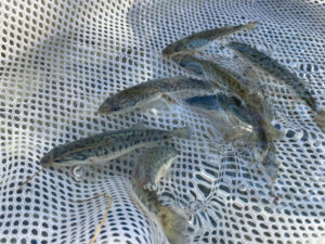 Advanced 4-inch Guadalupe Bass fingerlings ready to be stocked.