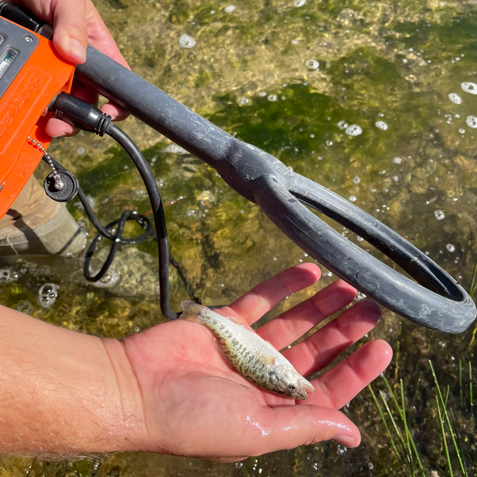 4-inch Guadalupe Bass are individually PIT tagged and tag numbers and location are recorded upon release