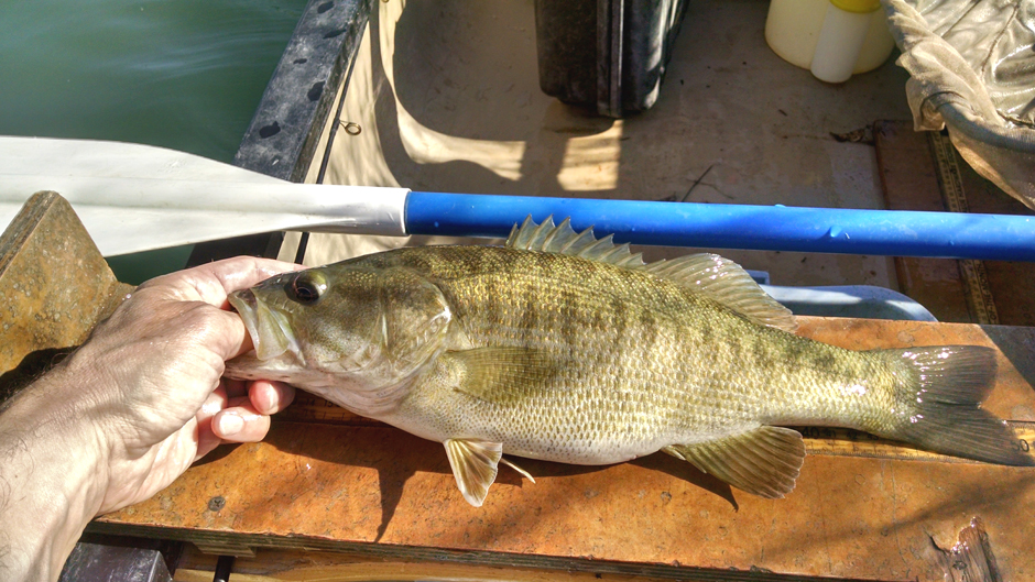 Adult Guadalupe bass caught by angling in Johnson Creek (upper Guadalupe River tributary)