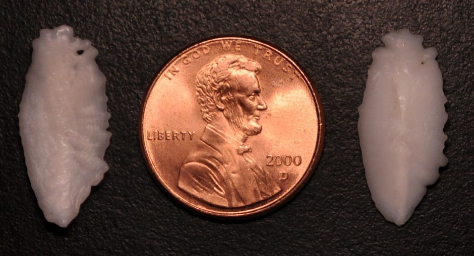 Pair of earbones or 'otoliths' from a black rockfish (Sebastes melanops)